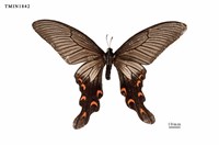 藏品(中國寬尾鳳蝶)的圖片